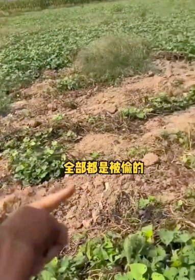 上次是南瓜这次是红薯 女子<em>包</em>500亩<em>地种</em>红薯被村民偷挖