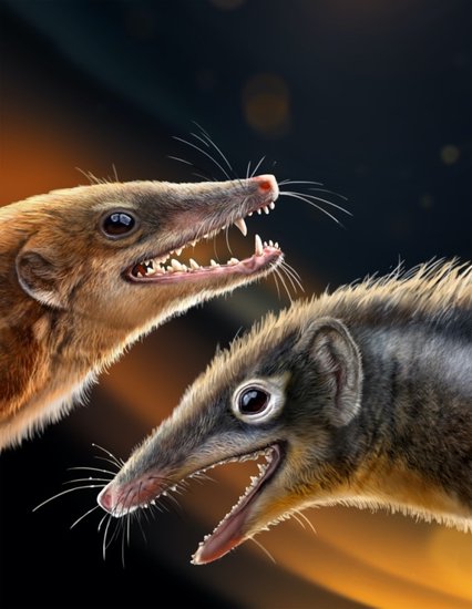 远古发现｜两只<em>侏罗纪</em>“小鼠”改写哺乳动物早期<em>演化</em>史
