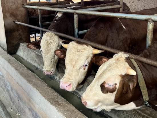 镇远农商银行：1.68亿元“贷”动肉牛养殖过上“牛日子”