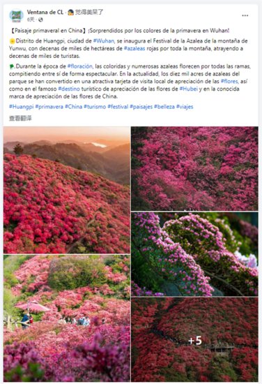 武汉黄陂杜鹃花“红”遍海外 百万网友在线赏春