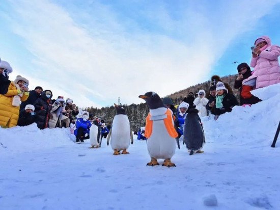 淘学企鹅“闯入”<em>雪乡</em>，携手小伙伴开启“冰雪奇缘”