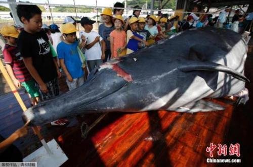 日本今年捕杀177头鲸 称为“研究<em>鲸鱼</em>身体”