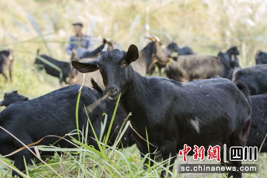 第五届中国·南充·营山<em>黑山羊</em>美食文化节将于12月22日开幕