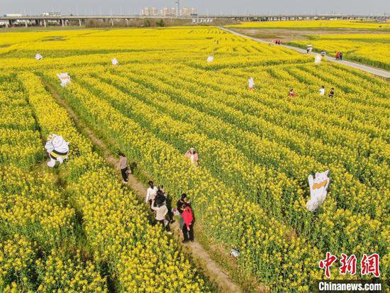 江西南昌：金色油菜花迎春绽放 铺满大地绘就秀美乡村画卷