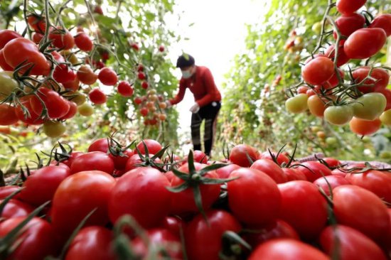 英国西红柿限购，折射食物安全之重