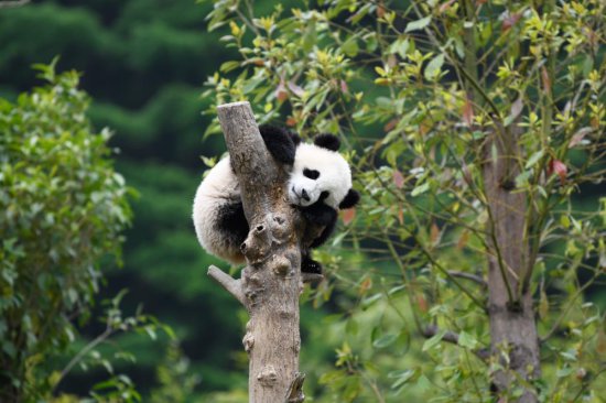 中国大熊猫保护研究中心已做好准备迎接“福宝”回家
