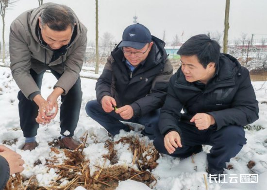 湖北农业科技人员赴田间指导雨雪冰冻灾后恢复