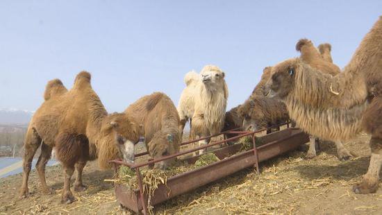 尼勒克县：骆驼<em>养殖</em>“驼”起增收致富梦