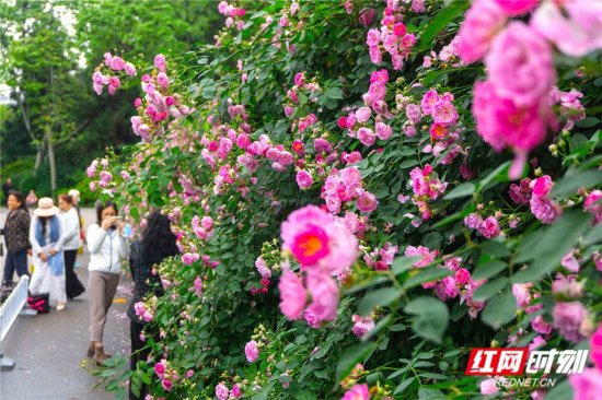 <em>熟悉的地方也有风景</em> 烈士公园蔷薇壮观如墙
