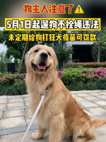 5月1日起遛狗不拴绳违法 ：未定期<em>给狗</em>打狂犬疫苗可罚款