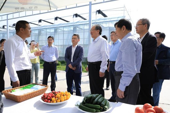 11名专家齐聚高陵——“高陵全季西红柿”产业协会揭牌