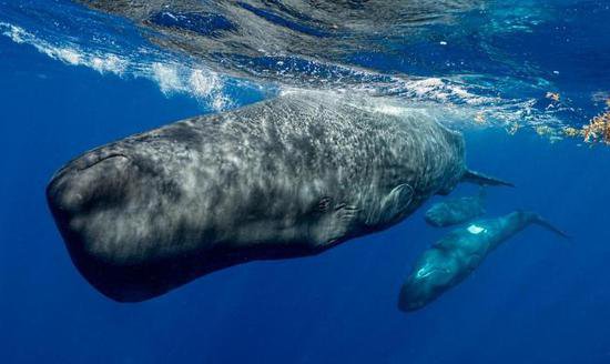 国际<em>最新</em>研究：抹香鲸可创造<em>出</em>复杂的叫声 类似于人类语言