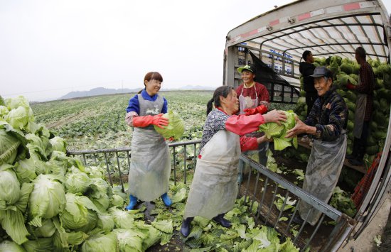 四川南充：抢收蔬菜供应市场