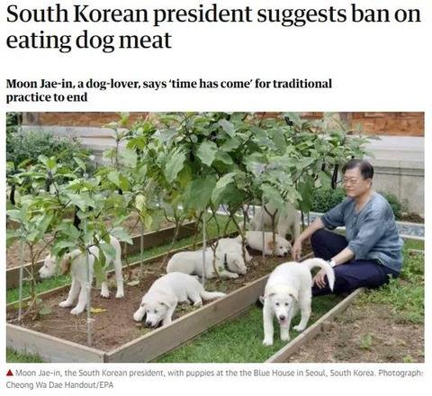 文在寅提议韩国全国禁食狗肉