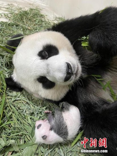 新加坡首只大熊猫<em>宝宝取名</em>“叻叻”
