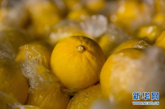 乡味｜四川安岳：酸柠檬孕育“甜产业”
