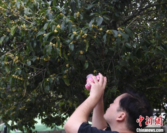 杭州文化观察：为什么杭州市花一定是桂花？
