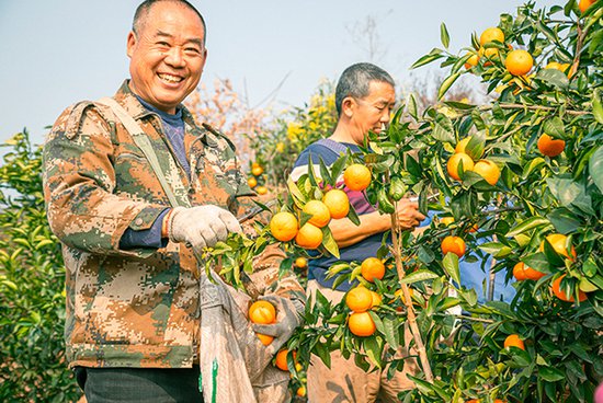 自贡荣县：春日柑橘“甜”出国门 畅销东南亚