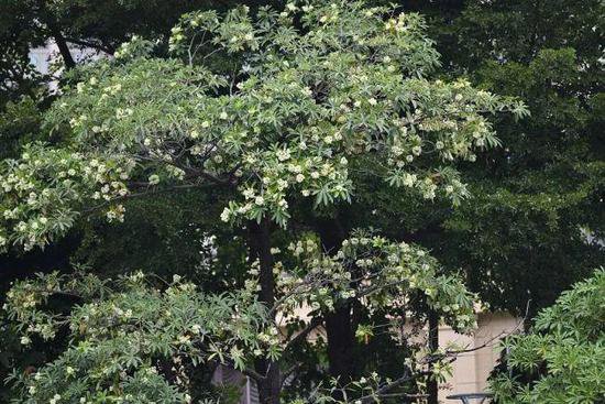 广州街头大批臭树集中开花 臭不可闻主要还有毒性