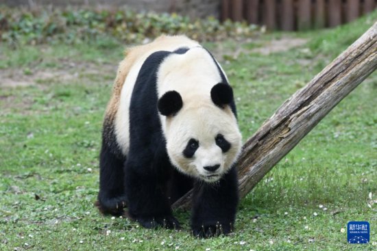 马德里动物园欢送大熊猫“冰星”和“花<em>嘴巴</em>”一家