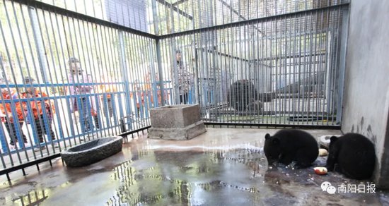 南阳市人民公园动物园：出生三个多月小黑熊请你<em>取名</em>