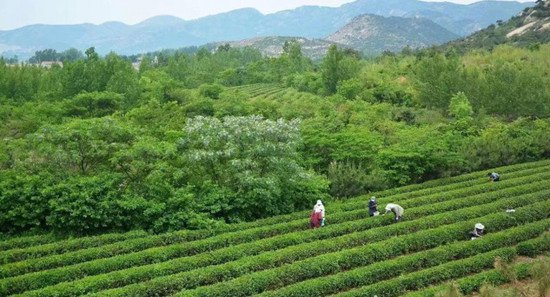 山东移动精制茶“产业大脑”推进茶产业全域全程数字化
