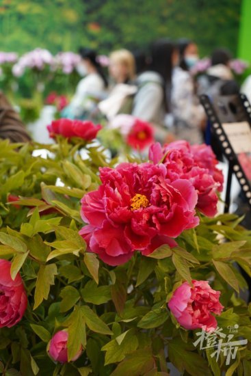 这场近在上海的国际花卉园艺展明天最后一天，据说有人拖着行李...