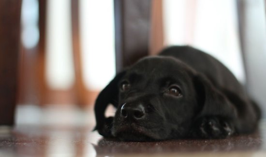 <em>黑色的拉布拉多犬</em>很难得，但是为什么没人养呢？原因很伤人心！