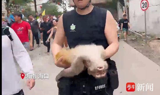 海南野猴伤人偷婴儿事件进展：南京专业队伍赶往抓猴1小时得手