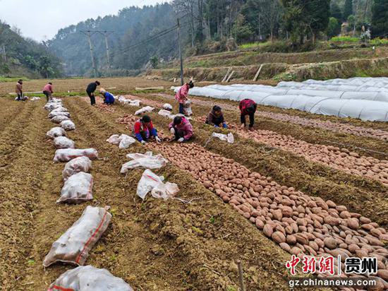 贵州松桃瓦溪乡：千亩红薯种植 拓宽致富路