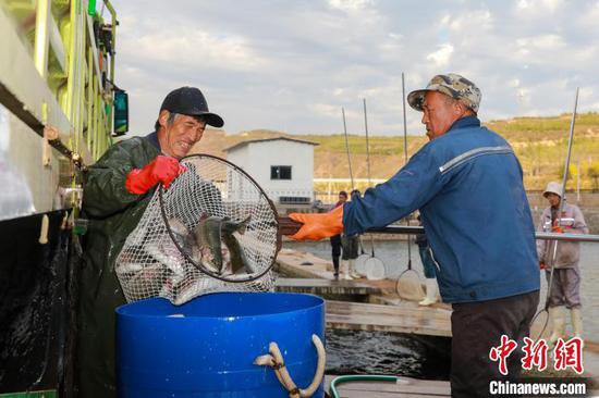 （乡村行·看振兴）探访太行山中的三文鱼基地 年产量800吨