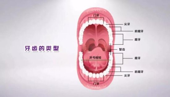 庄龙飞：不同位置的牙齿，<em>最佳种植</em>手术<em>时间</em>也是不同的！