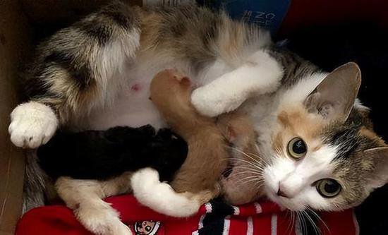 为什么母猫会吃掉自己的幼<em>崽</em>？主要有这几点原因