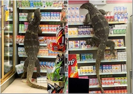 泰国一只巨型蜥蜴爬上便利<em>店货架</em>寻找食物