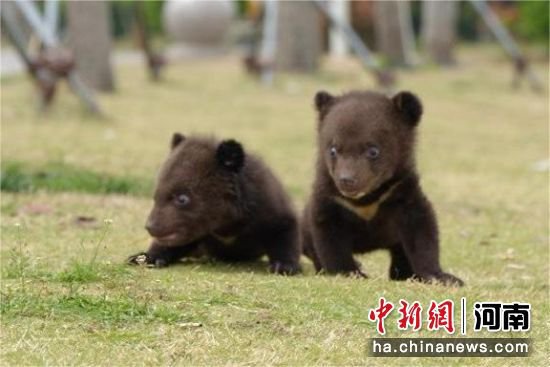 河南一野生动物世界悬赏十万元为<em>双胞胎</em>幼熊征名