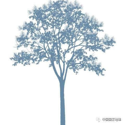 “植”此青绿 | 趣味科普：中国各大城市路边<em>种</em>的<em>什么树</em>？