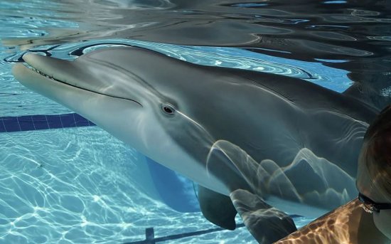 1.8亿元一台的机械海豚，也难抵<em>日本残忍的</em>虐杀