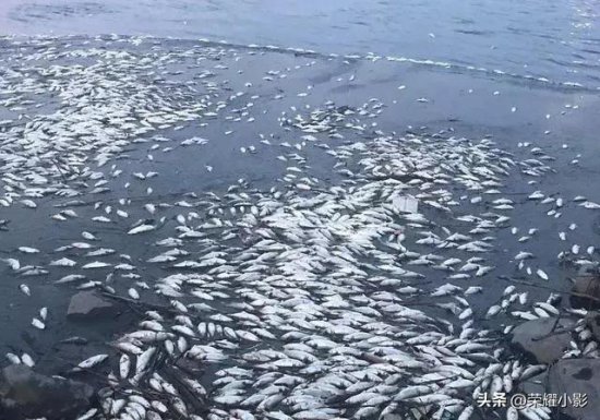 韩国海岸现大量死亡鱼群，已发生多起大规模鱼群死亡<em>事件</em>
