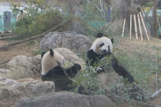 上野动物园的双胞胎大熊猫即将与母亲分开<em>独立生活</em>