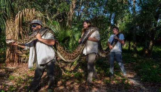 佛罗里达捕获破纪录5.4米缅甸蟒，摧毁当地生态，职业猎人也没辙