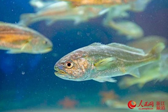 宁波象山：小黄鱼实现全人工养殖