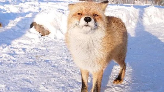 可能大家不知道，跟<em>北海道的</em>雪景最般配的其实是这些小狐狸