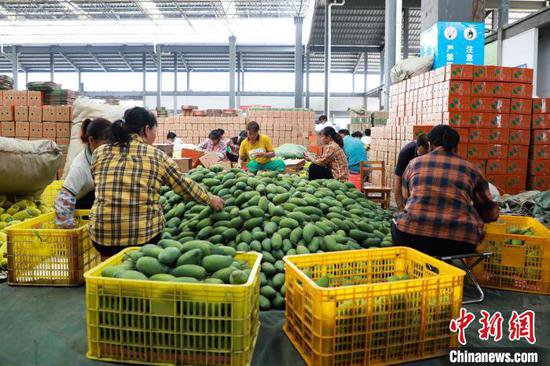 广西百色出台中国首部规范芒果产业发展的地方性法规
