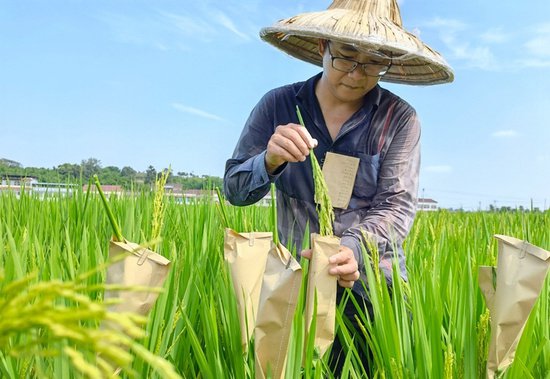 长在田里<em>的水稻</em>专家：“最大的成就感是让老百姓每亩田增产增收...