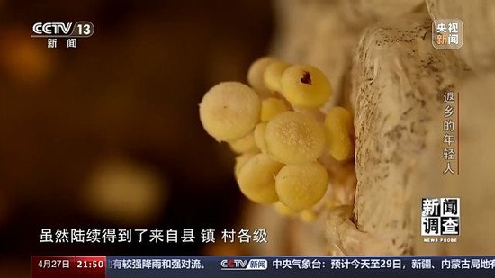新闻调查丨玉米芯也能种蘑菇 这届返乡创业90后“整活”了