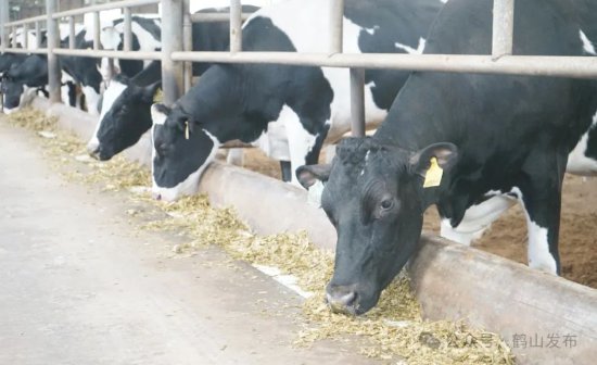 年产牛肉超1万吨！鹤山这个镇“牛”劲十足！