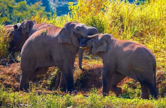 门齿1米多长，重达5吨，孟加拉虎不敢靠近的亚洲象，为何濒危了...