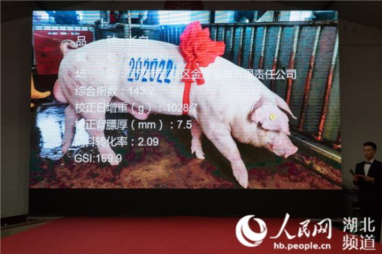 4.2万元一头 武汉种猪拍卖会上产生新“标王”