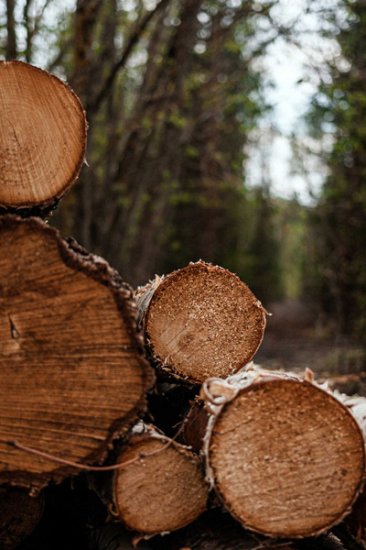 欧洲木材资源稀缺，<em>金</em>钢铂林从来<em>不缺</em>高品质进口地板给消费者
