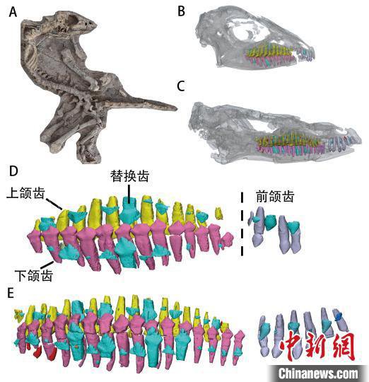 科研人员揭开鸟臀类恐龙<em>牙齿</em>进化之谜